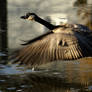Goose...ready for takeoff