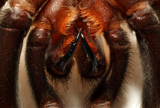 Tarantulas fangs fullframe