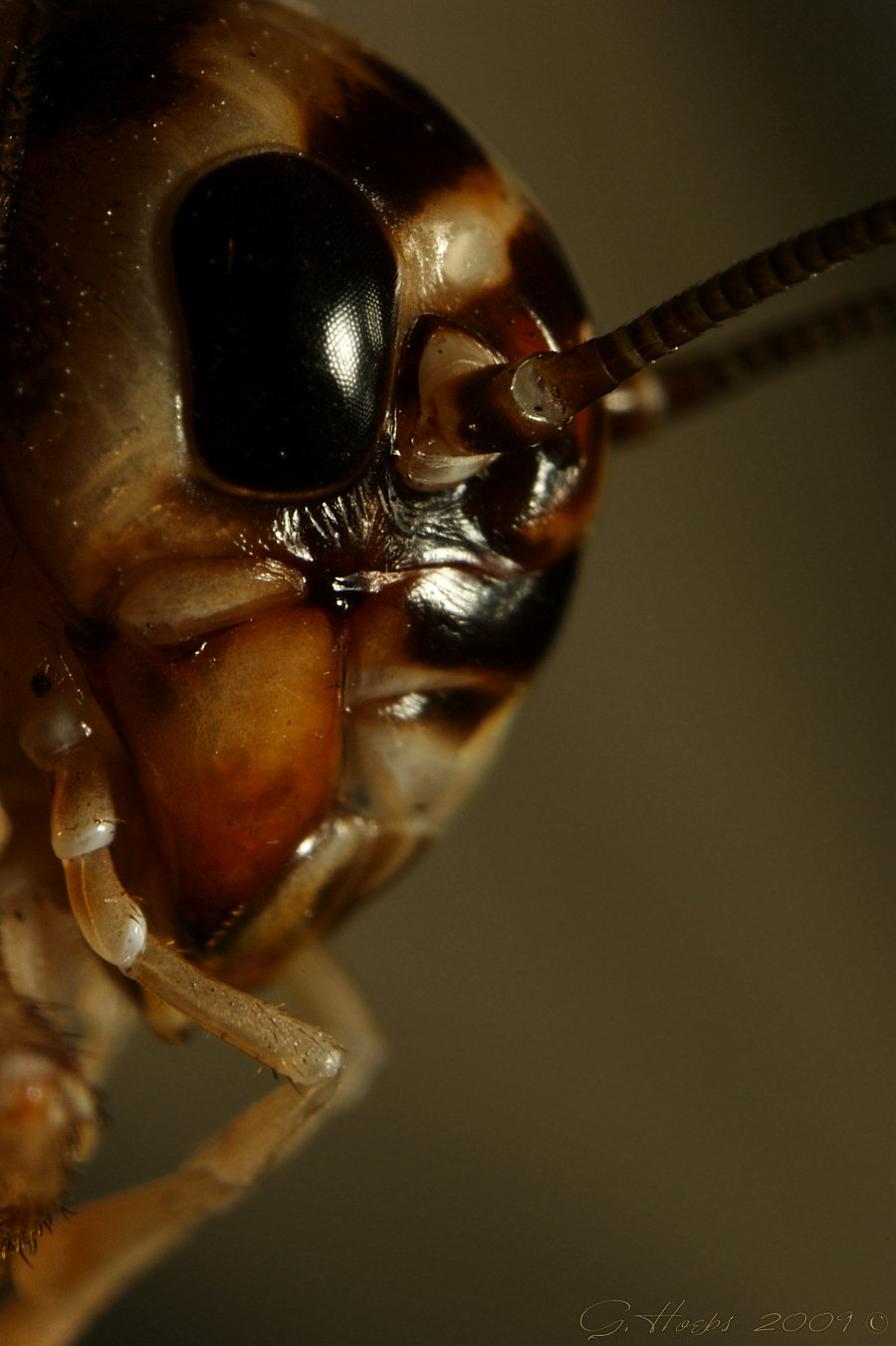 House cricket Mug Shot