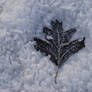 Iced Solitair Leaf