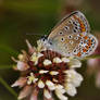 Common blue XIV