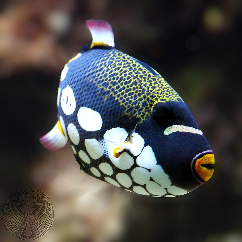 Clown triggerfish