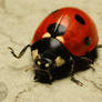 Ladybug Attack Fullframe