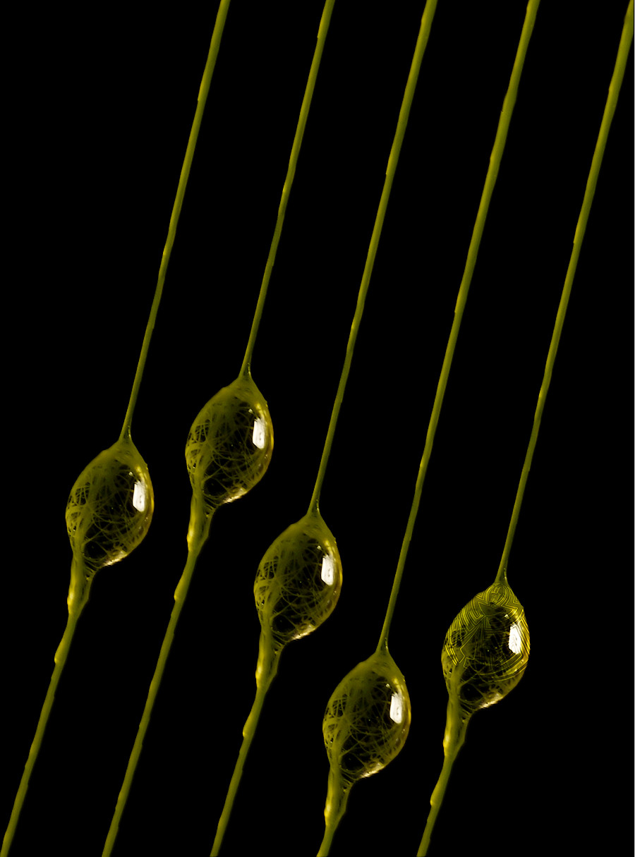 freshwater alga drop