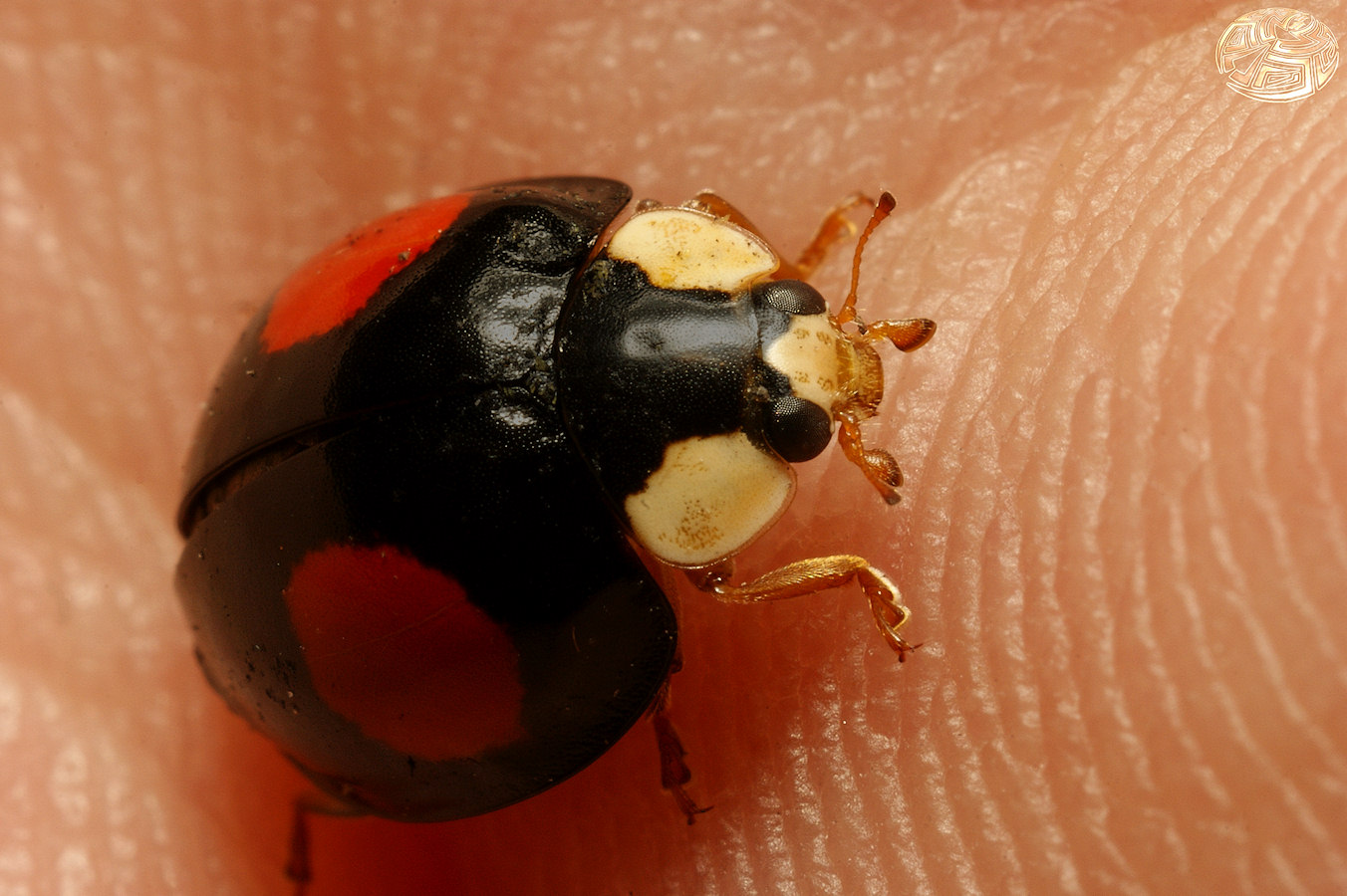 Adalia bipunctata on my hand