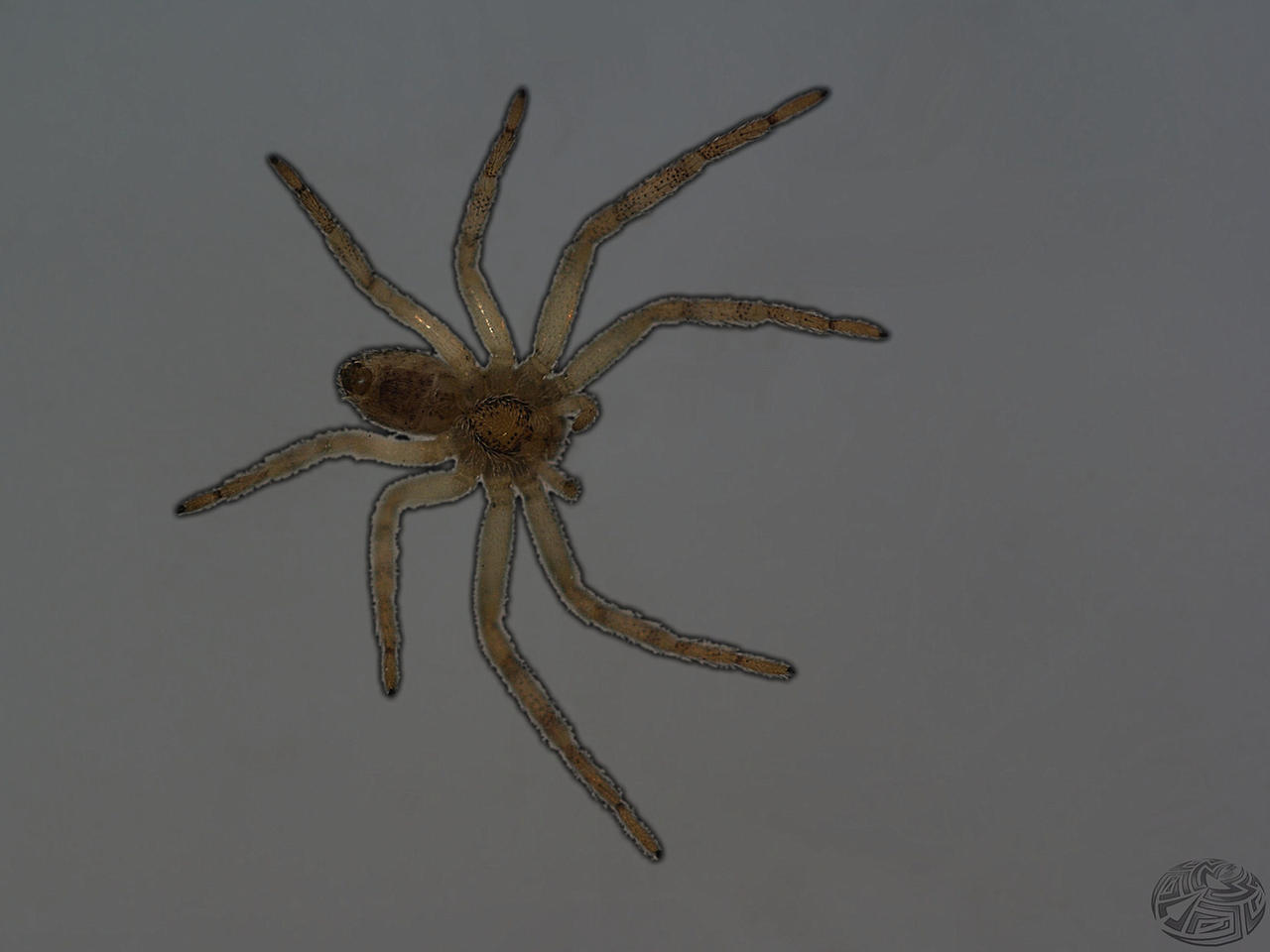 Crabspider bottom up shot by webcruiser