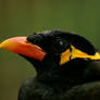 Hill Myna Portrait