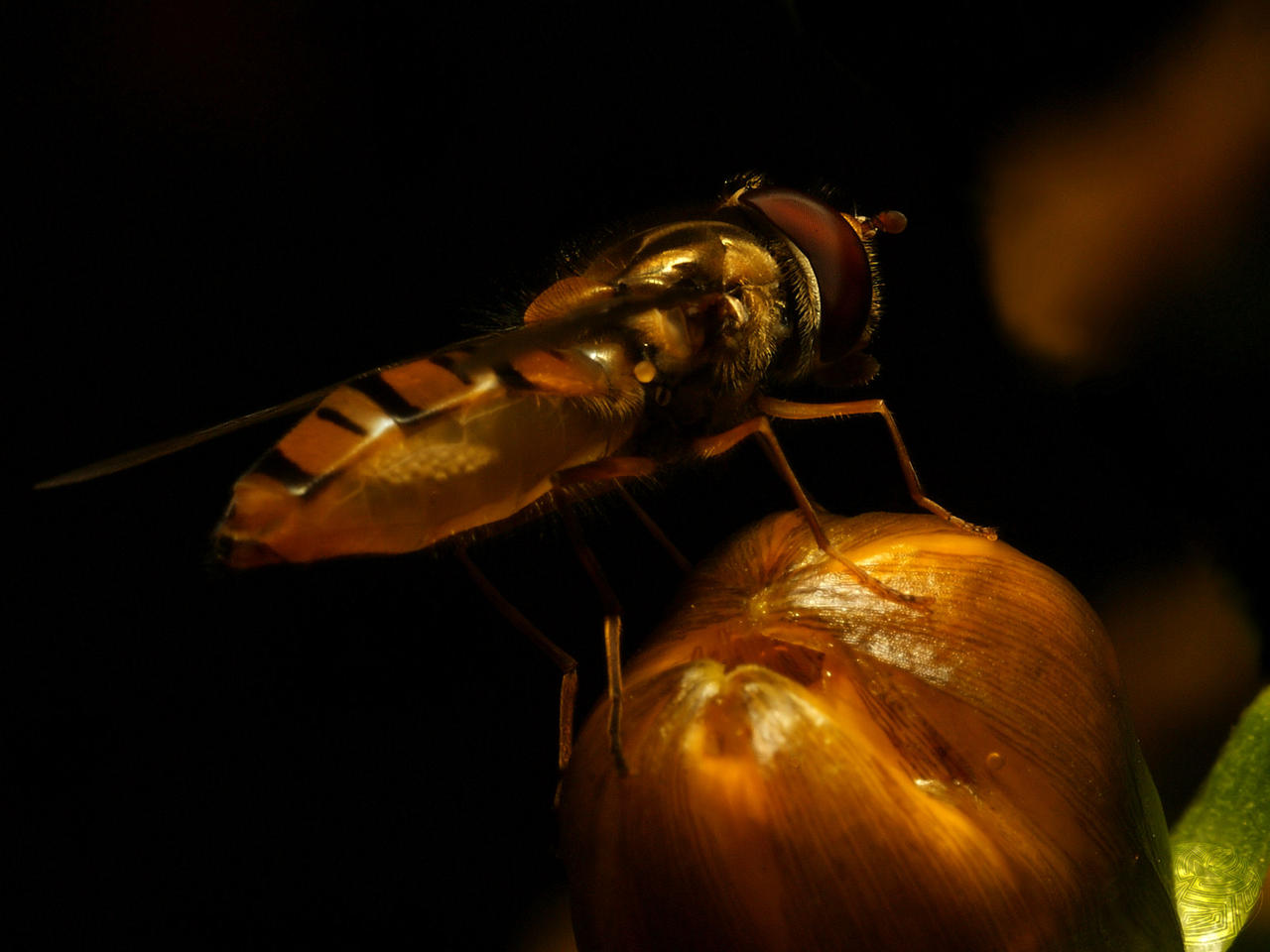 Hoverfly