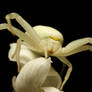 Misumena vatia X