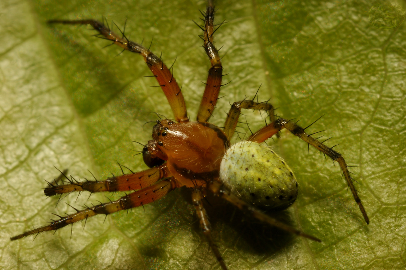 Cucumber green Spider male