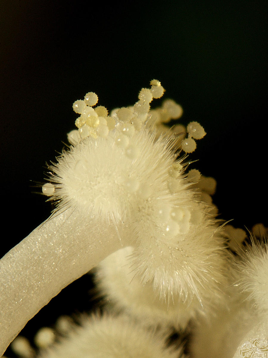 Hibiscus Pollen