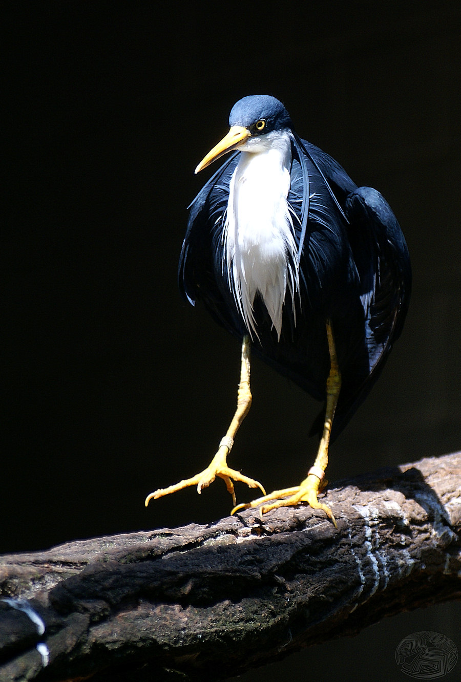 Zoo Berlin Impressions 1