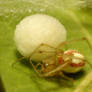 A very tiny mother