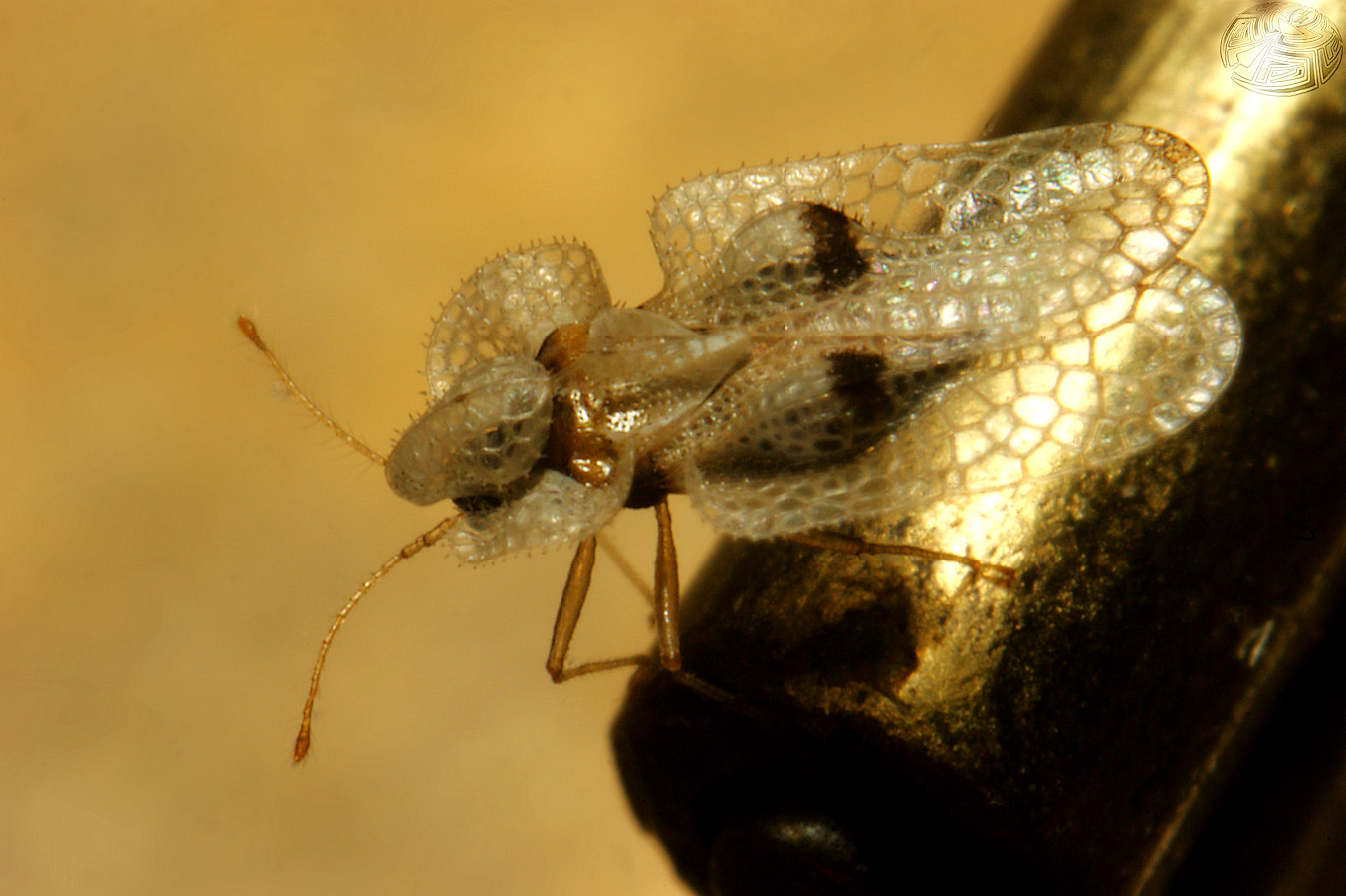 Sycamore Lace Bug