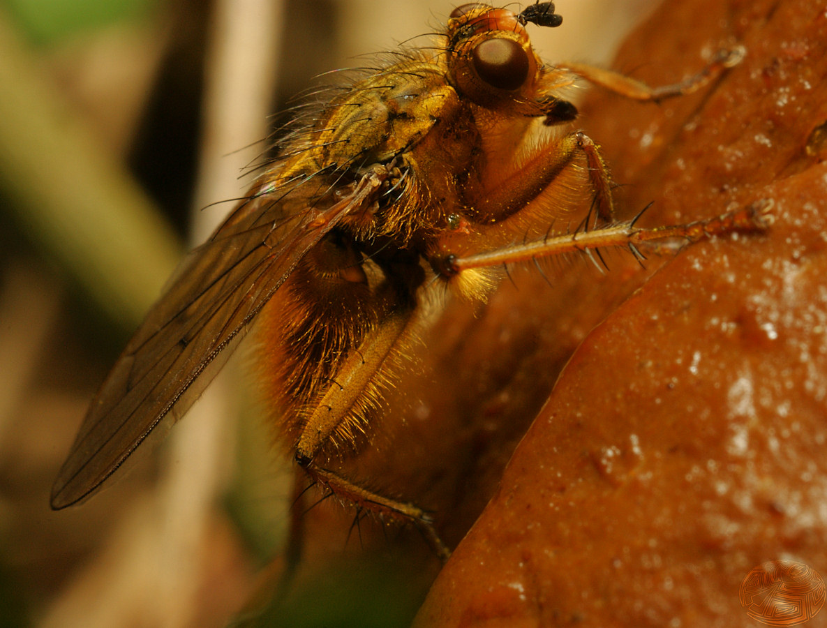 Common yellow dung fly