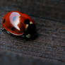 7 Dots on Wood