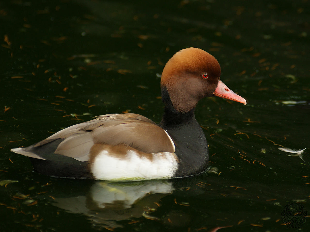 Red-crested Pochard