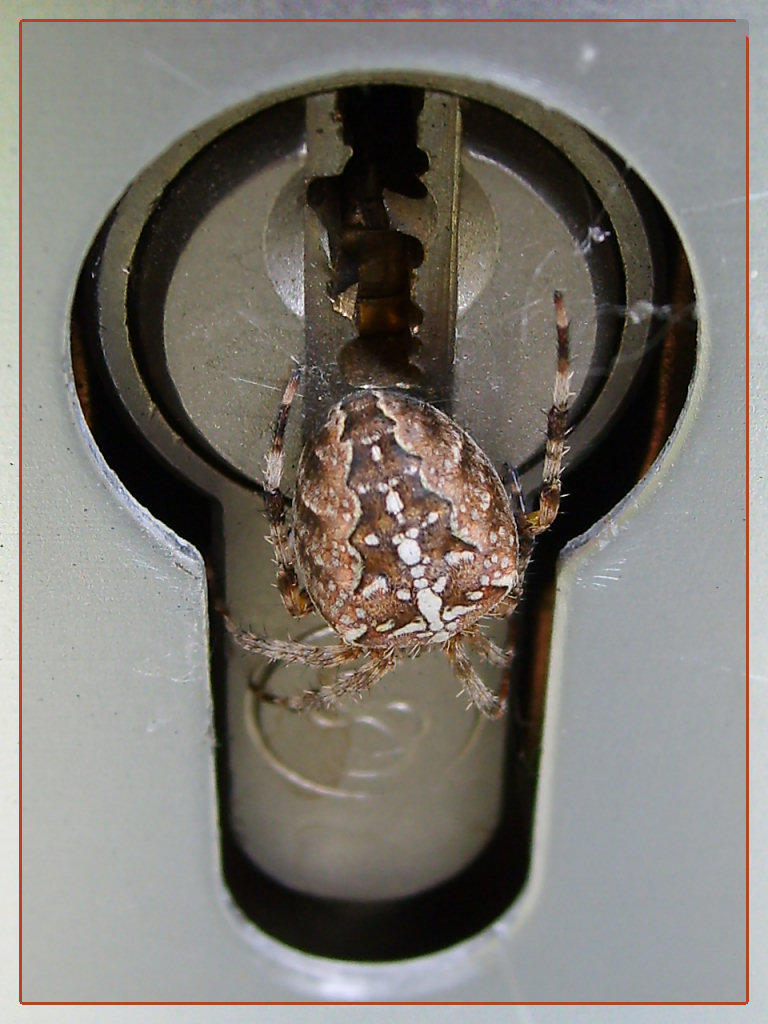 Keyhole Spider Keyhole Spider Series I by webcruiser on DeviantArt