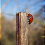 ladybug XXXVII