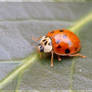 ladybug XXXVIII