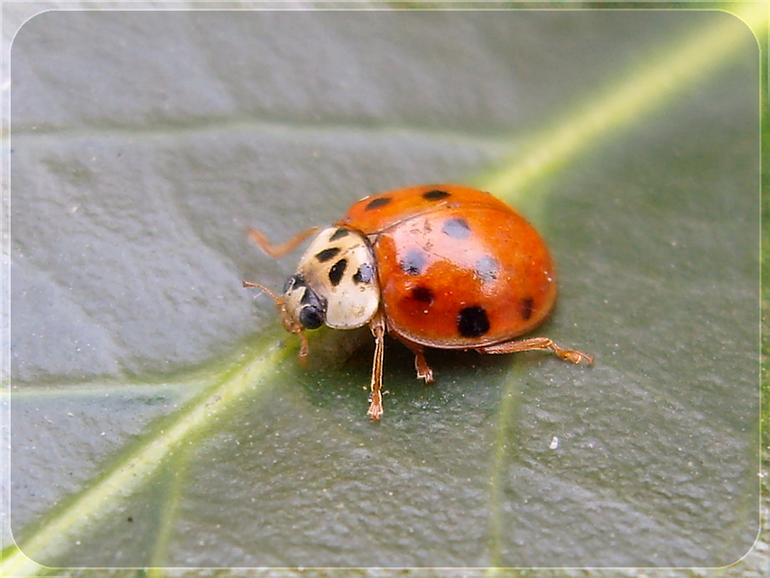 ladybug XXXVIII