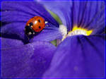 ladybug in blue WP by webcruiser