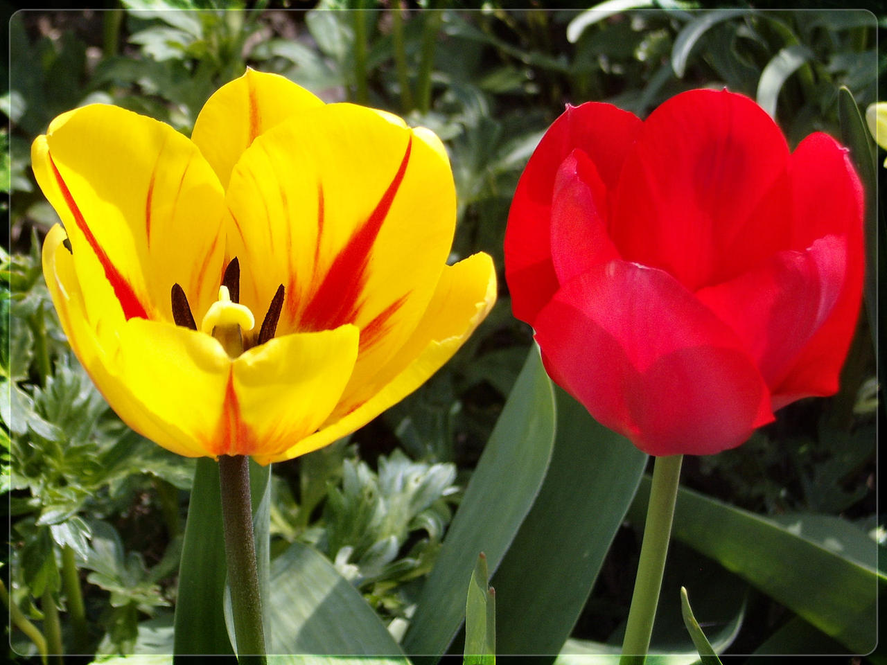 yellow and red tulip WP
