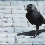 playing with the jackdaw