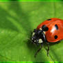 ladybug IXL