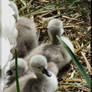 mute swan cygnets