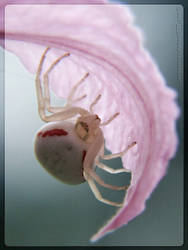 Misumena vatia by webcruiser