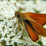 Essex Skipper Thymelicus lineo