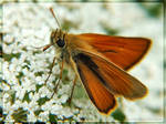 Essex Skipper Thymelicus lineo by webcruiser