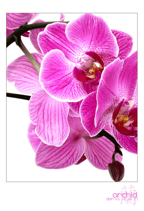 orchid-