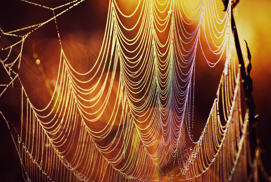 spider's web