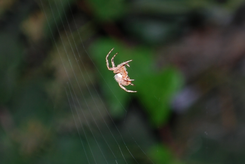 Web Spinner by Gaelyia on DeviantArt