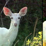 white deer