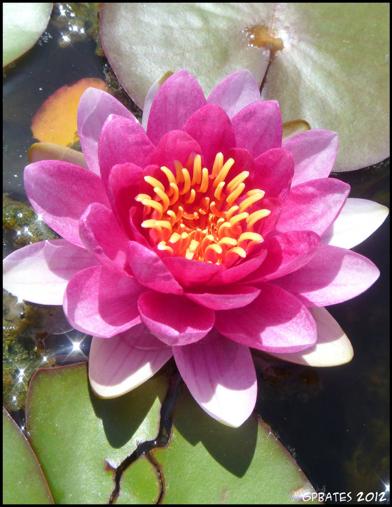 Water Lily