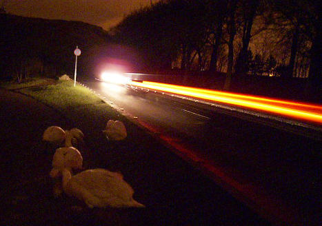 Swans by Car Light