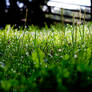 Grass in the morning