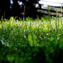 Android Grass Wallpaper 3