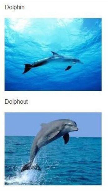 Dolphin