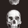 Skull Study