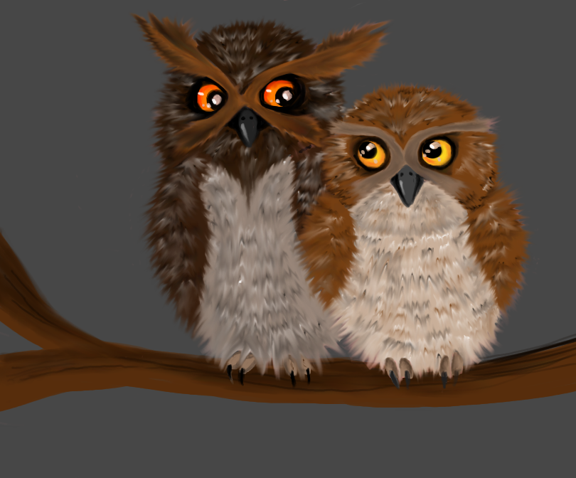 Owls