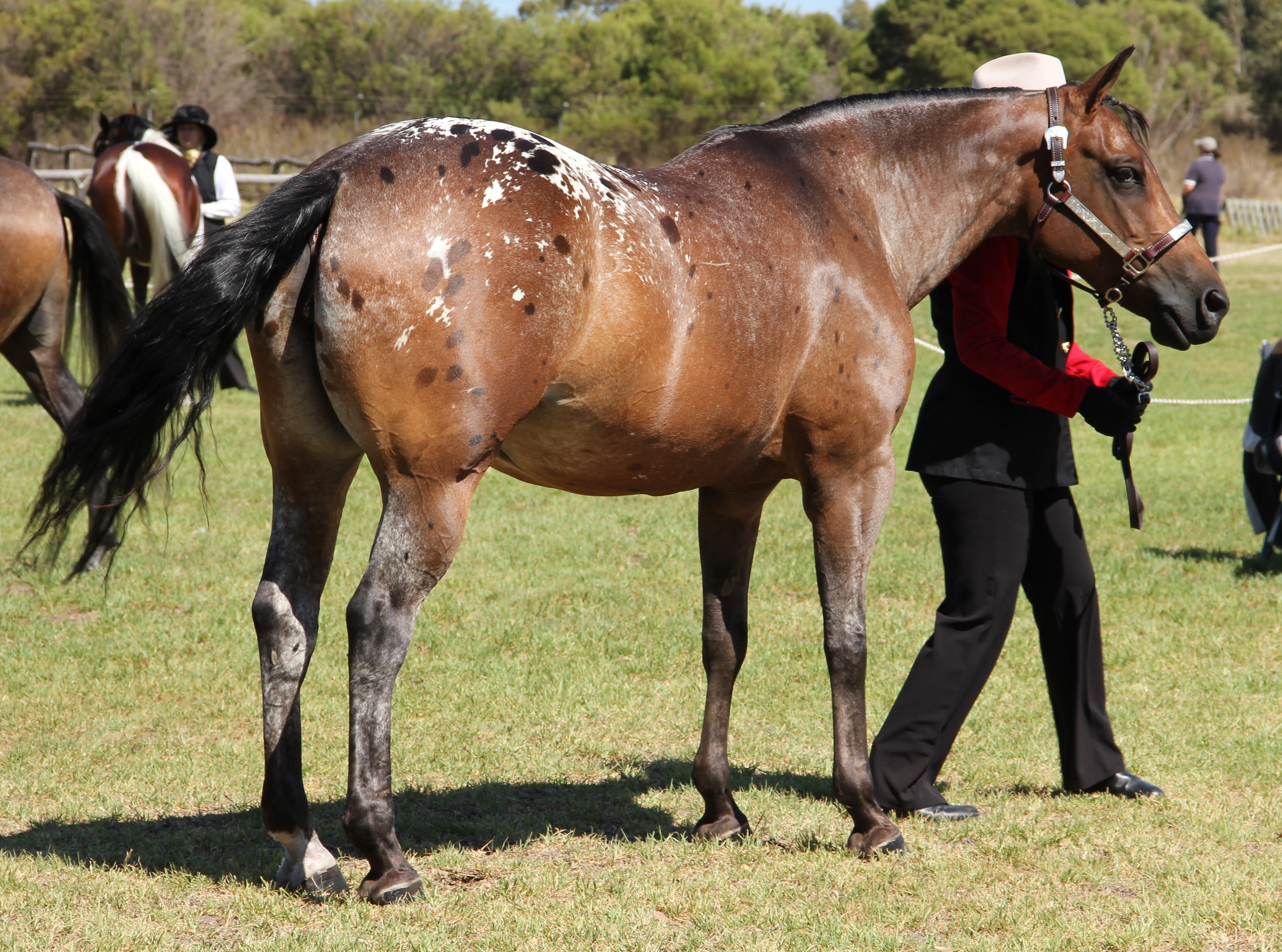 Appaloosa