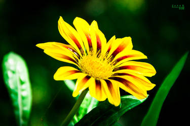 Gazania Rigens