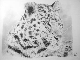 Leopard