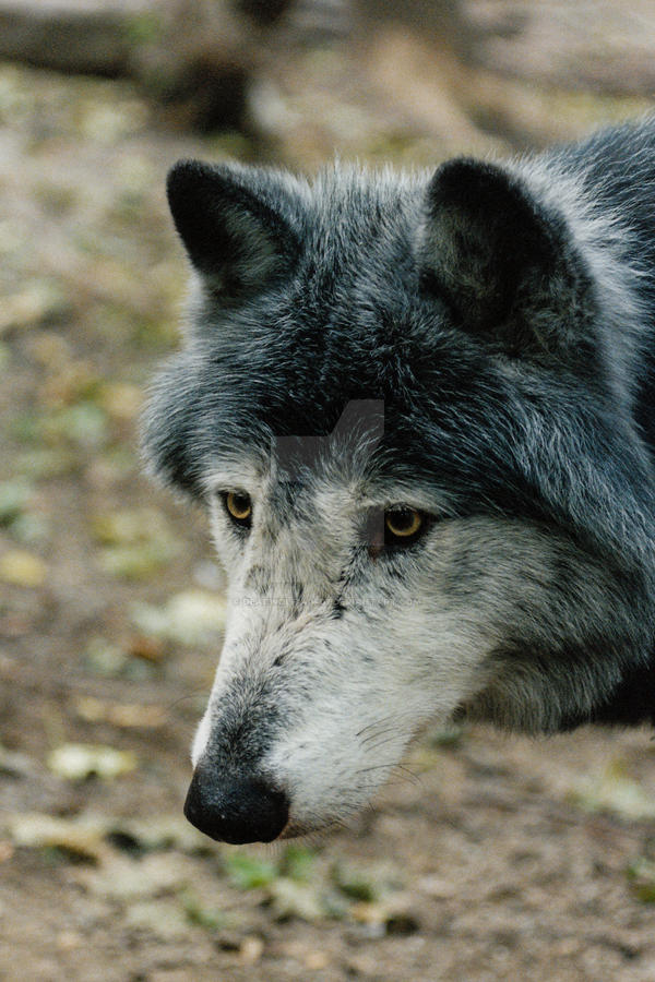 Timberwolf portrait 3 by deadwolf140407 on DeviantArt