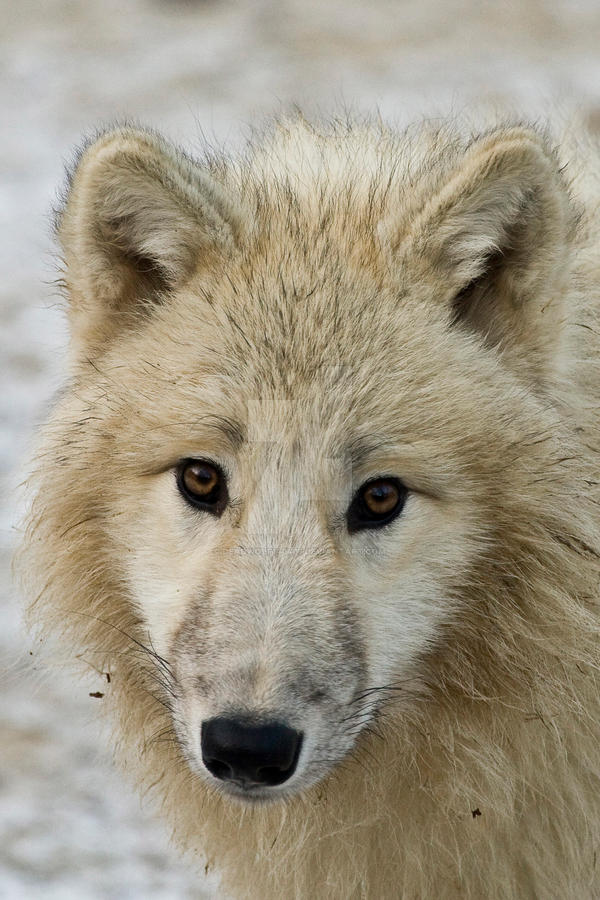 Arctic wolf portrait 3