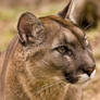 Mountain lion portrait